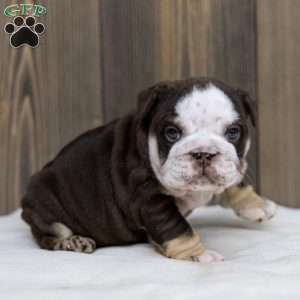 Bruno Breaker, English Bulldog Puppy